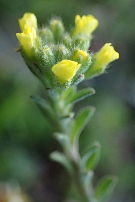 Alyssum simplex \ Gewhnliches Steinkraut, Einfache Steinkresse, F Montmeyan 15.3.2024