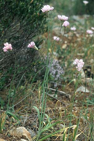 Allium roseum \ Rosen-Lauch / Rosy Garlic, F Corbières, Treilles 1.5.2005