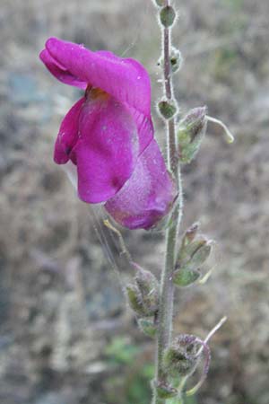 Antirrhinum majus \ Groes Lwenmaul, F Valleraugue 8.6.2006