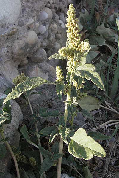 Amaranthus deflexus \ Niederliegender Amaranth / Perennial Pigweed, F Avignon 7.8.2006