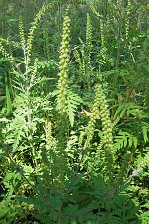 Ambrosia artemisiifolia / Ragweed, F Crest 20.8.2006