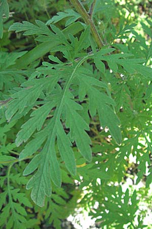 Ambrosia artemisiifolia \ Hohe Ambrosie, Aufrechtes Traubenkraut / Ragweed, F Crest 20.8.2006