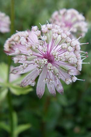 Astrantia major \ Groe Sterndolde / Great Masterwort, F Vogesen/Vosges, Botan. Gar.  Haut Chitelet 5.8.2008