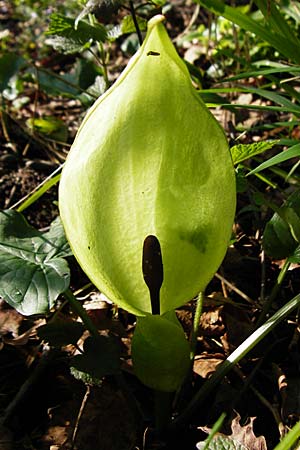 Arum maculatum / Cuckoo Pint, F Mussig 18.4.2015