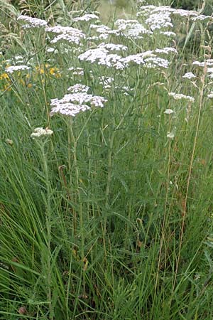 Achillea millefolium agg. \ Gemeine Schafgarbe, F Savines-le-Lac 8.7.2016