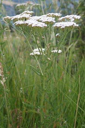 Achillea millefolium agg. \ Gemeine Schafgarbe, F Savines-le-Lac 8.7.2016