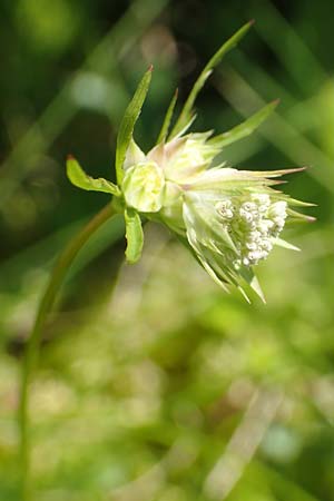 Astrantia minor \ Kleine Sterndolde, F Collet de Allevard 9.7.2016