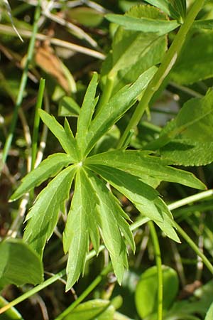 Astrantia minor \ Kleine Sterndolde, F Collet de Allevard 9.7.2016