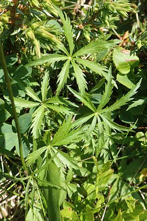 Astrantia minor \ Kleine Sterndolde, F Collet de Allevard 9.7.2016