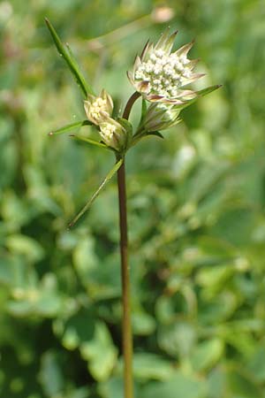 Astrantia minor \ Kleine Sterndolde, F Collet de Allevard 9.7.2016