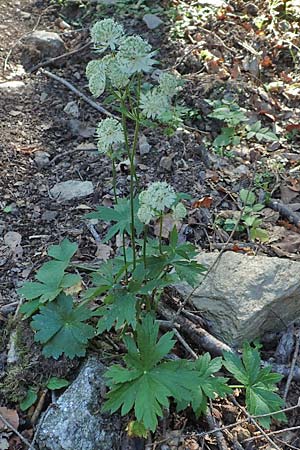 Astrantia major \ Groe Sterndolde / Great Masterwort, F Pyrenäen/Pyrenees, Canigou 24.7.2018