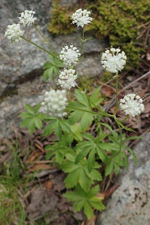 Astrantia minor \ Kleine Sterndolde, F Pyrenäen, Canigou 24.7.2018