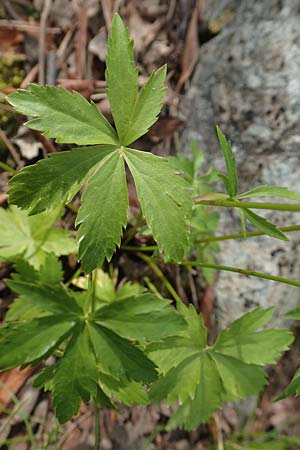 Astrantia minor \ Kleine Sterndolde, F Pyrenäen, Canigou 24.7.2018