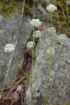 Astrantia minor \ Kleine Sterndolde, F Pyrenäen, Canigou 24.7.2018