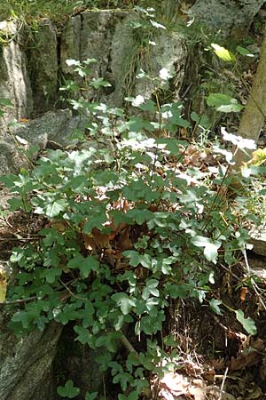 Acer monspessulanum \ Felsen-Ahorn, Franzsischer Maholder, F Pyrenäen, Caranca - Schlucht 30.7.2018