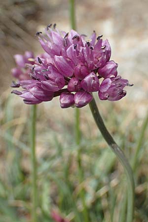 Allium senescens subsp. montanum \ Berg-Lauch / Mountain Garlic, German Garlic, F Pyrenäen/Pyrenees, Mont Llaret 31.7.2018