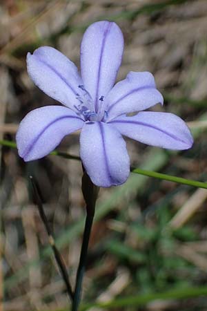 Aphyllanthes monspeliensis \ Binsenlilie, F Dept.  Var, Callian 2.5.2023