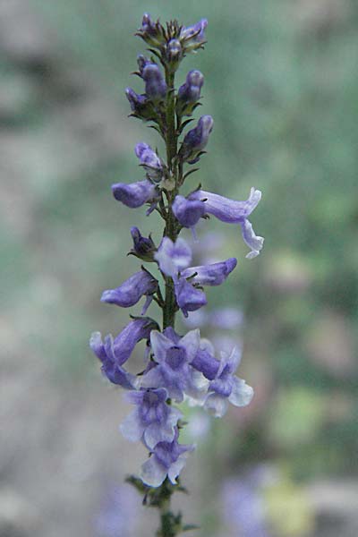 Anarrhinum bellidifolium \ Lochschlund / Daisy-Leaved Toadflax, F Valleraugue 8.6.2006