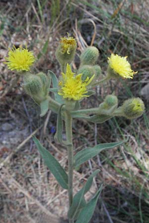 Andryala integrifolia / Common Andryala, F Orgon 9.6.2006