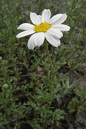 Anthemis carpatica \ Karpaten-Hundskamille / Carpathian Chamomile, F Camargue 13.5.2007