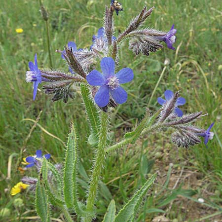 Anchusa azurea \ Italienische Ochsenzunge / Italian Bugloss, F Corbières, Talairan 13.5.2007