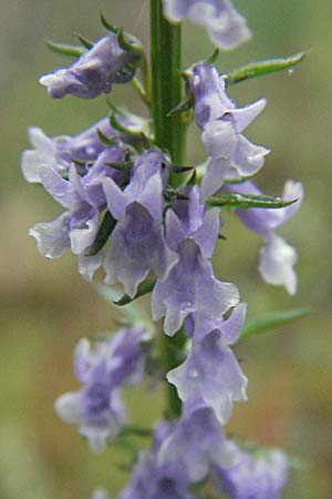 Anarrhinum bellidifolium \ Lochschlund / Daisy-Leaved Toadflax, F Aubenas 16.5.2007