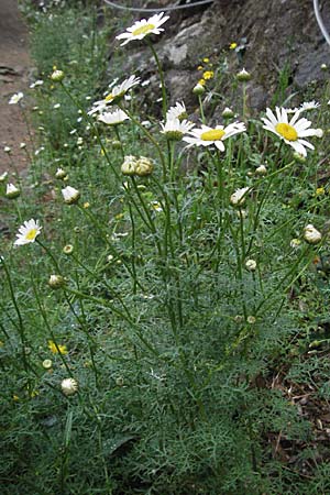 Anthemis cotula \ Stinkende Hundskamille / Stinking Chamomile, Mayweed, F Aubenas 16.5.2007