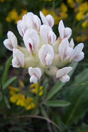 Anthyllis vulneraria subsp. vulnerarioides \ Falscher Wundklee / False Kidney Vetch, F Col du Galibier 21.6.2008