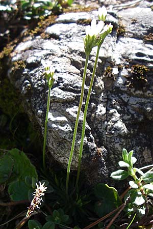 Androsace adfinis subsp. brigantiaca \ Briancon-Mannsschild / Briancon Rock Jasmine, F Col d'Izoard 22.6.2008