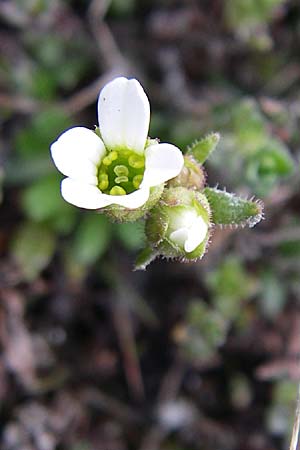 Saxifraga androsacea \ Mannsschild-Steinbrech / Scree Saxifrage, F Col Agnel 22.6.2008