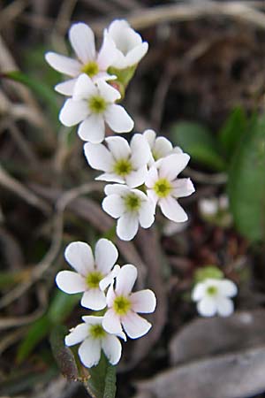 Androsace obtusifolia \ Stumpfblttriger Mannsschild / Blunt-Leaved Rock Jasmine, F Col Agnel 22.6.2008