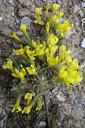 Androsace vitaliana \ Vitals Goldprimel, F Col Agnel 22.6.2008