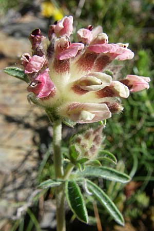 Anthyllis vulneraria subsp. praepropera / Red Kidney Vetch, F Pyrenees, Eyne, Museum-Garden 26.6.2008