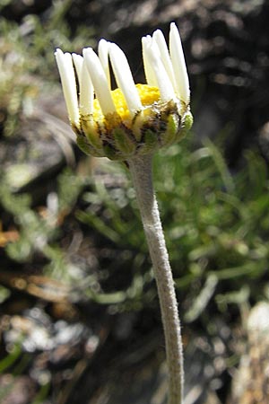 Anthemis cretica \ Kretische Hundskamille / Rayless Chamomile, F Mont Aigoual 29.5.2009