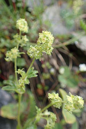 Alchemilla nitida \ Glanz-Frauenmantel / Silver Lady's Mantle, F Col de la Bonette 8.7.2016