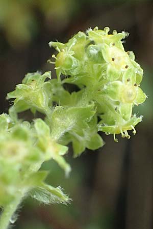 Alchemilla nitida \ Glanz-Frauenmantel / Silver Lady's Mantle, F Col de la Bonette 8.7.2016