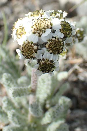 Achillea nana \ Zwerg-Schafgarbe / Dwarf Alpine Yarrow, F Col de la Bonette 8.7.2016