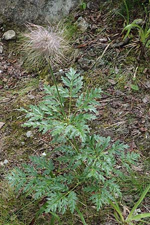 Pulsatilla alpina subsp. apiifolia \ Gelbe Kuhschelle, Schwefel-Anemone, F Pyrenäen, Canigou 24.7.2018