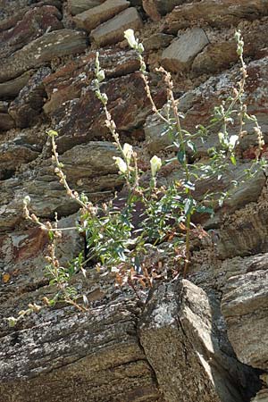Antirrhinum latifolium \ Breitblättriges Löwenmaul / Yellow Snapdragon, F Pyrenäen/Pyrenees, Prioré Serabona 25.7.2018