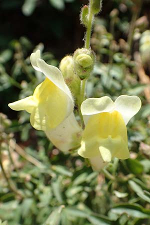 Antirrhinum latifolium \ Breitblättriges Löwenmaul / Yellow Snapdragon, F Pyrenäen/Pyrenees, Prioré Serabona 25.7.2018