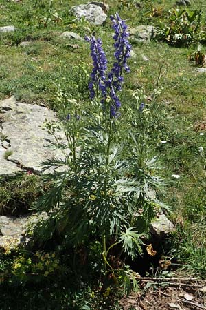 Aconitum napellus subsp. napellus \ Gewhnlicher Blauer Eisenhut / Monk's-Hood, F Pyrenäen/Pyrenees, Eyne 4.8.2018