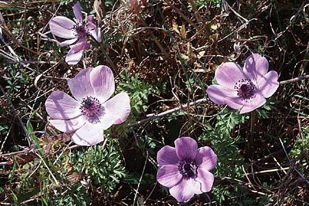 Anemone coronaria \ Kronen-Anemone / Poppy Anemone, Crown Anemone, F Puget-sur-Argens 20.3.1999