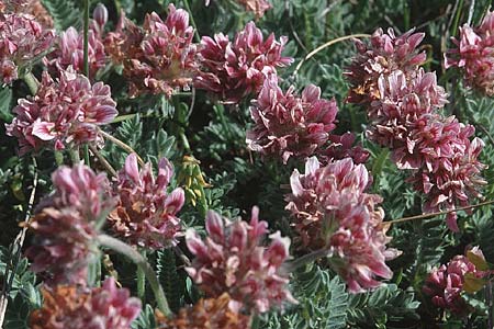 Anthyllis montana \ Berg-Wundklee / Mountain Kidney Vetch, F Causse du Larzac 19.5.2002