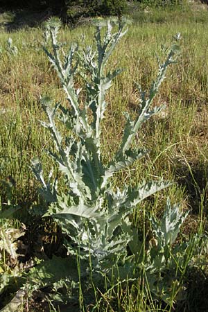 Onopordum acanthium \ Gewhnliche Esels-Distel, F Dept. Aveyron,  Fondamente 8.6.2006