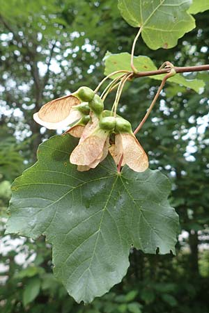 Acer obtusatum / Bosnian Maple, Italian Maple, F Demoiselles Coiffées 8.7.2016