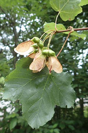 Acer obtusatum \ Schneeball-Ahorn, F Demoiselles Coiffées 8.7.2016