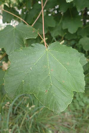 Acer obtusatum \ Schneeball-Ahorn / Bosnian Maple, Italian Maple, F Demoiselles Coiffées 8.7.2016