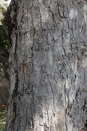 Acer obtusatum \ Schneeball-Ahorn, F Pyrenäen, Saint-Martin du Canigou 25.7.2018