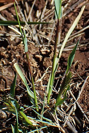 Anthoxanthum odoratum \ Gewhnliches Ruch-Gras / Sweet Vernal Grass, F Caussols 2.5.2023