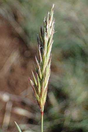 Anthoxanthum odoratum \ Gewhnliches Ruch-Gras / Sweet Vernal Grass, F Caussols 2.5.2023